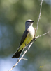 Western Kingbird